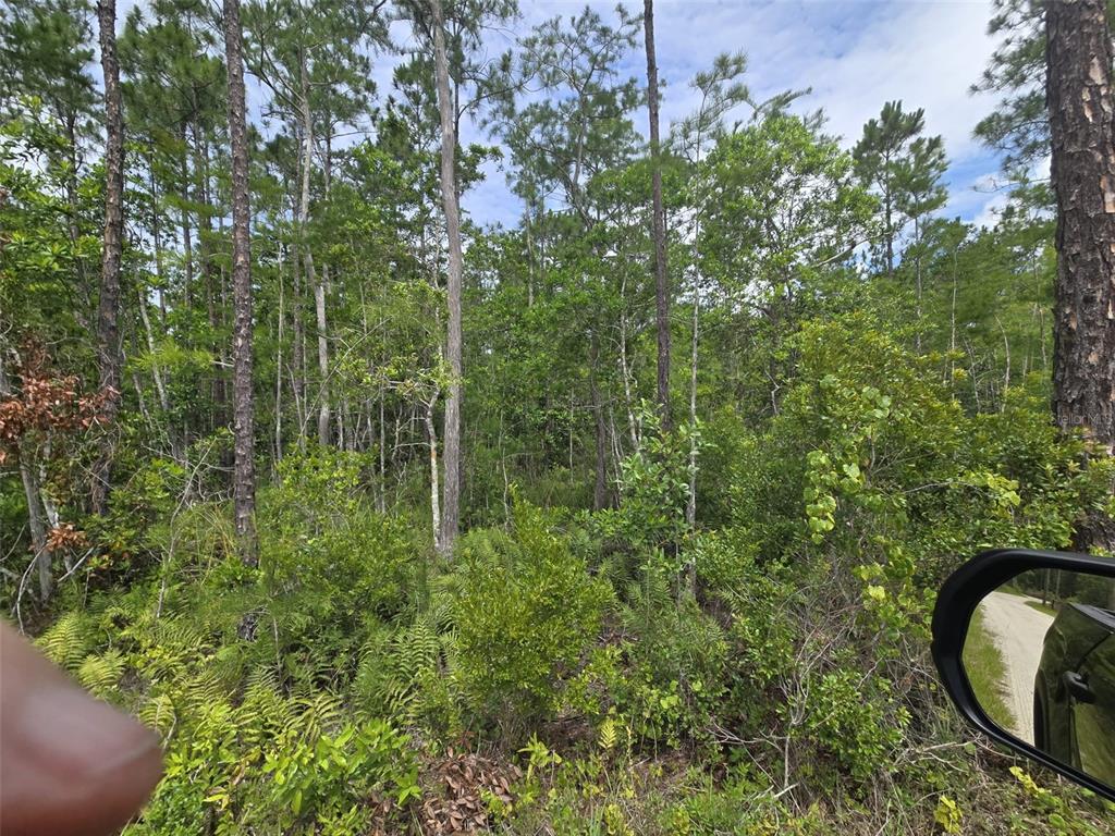 A view of a wooded lot with tall pine trees and dense undergrowth — 1135 OMEGA RANCH ROAD UNIT 4&5, NEW SMYRNA BEACH, FL