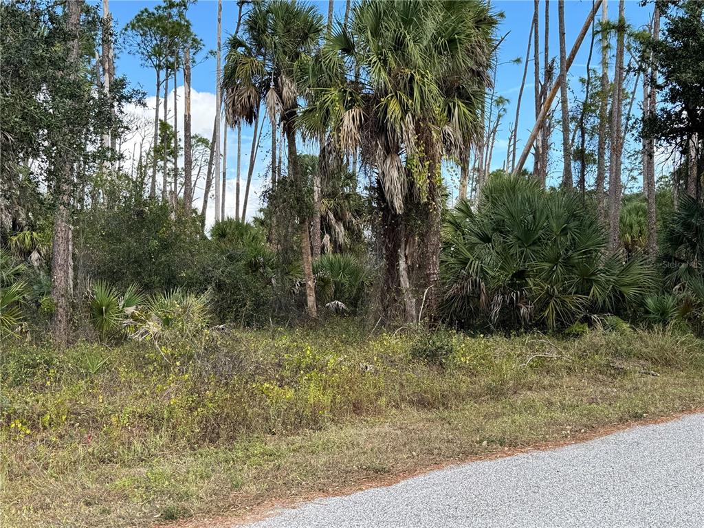 A view of a wooded lot with palm trees and dense vegetation next to a road — 17344 ORION AVENUE, PORT CHARLOTTE, FL