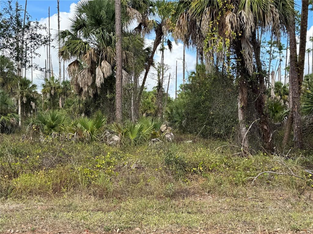 A wooded lot features dense vegetation, saw palmetto bushes, and several tall palm trees — 17344 ORION AVENUE, PORT CHARLOTTE, FL