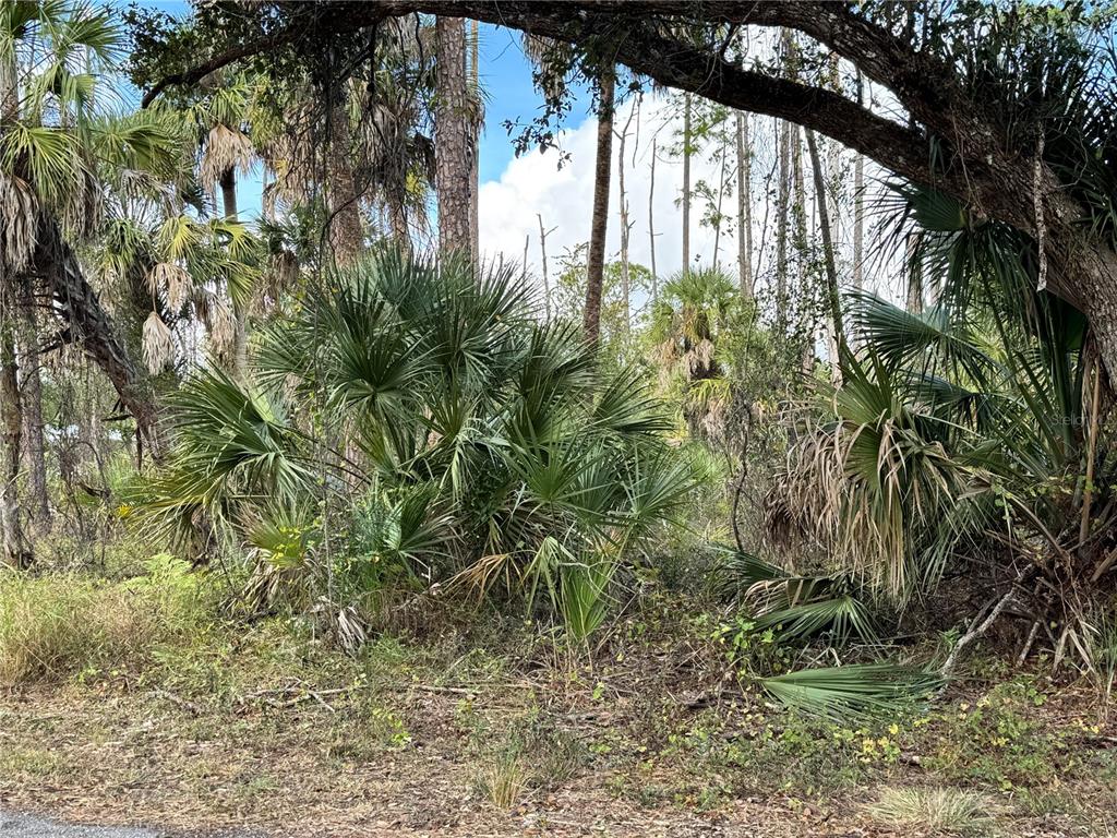 A view of a wooded lot featuring dense palmetto bushes and various tall trees — 17344 ORION AVENUE, PORT CHARLOTTE, FL