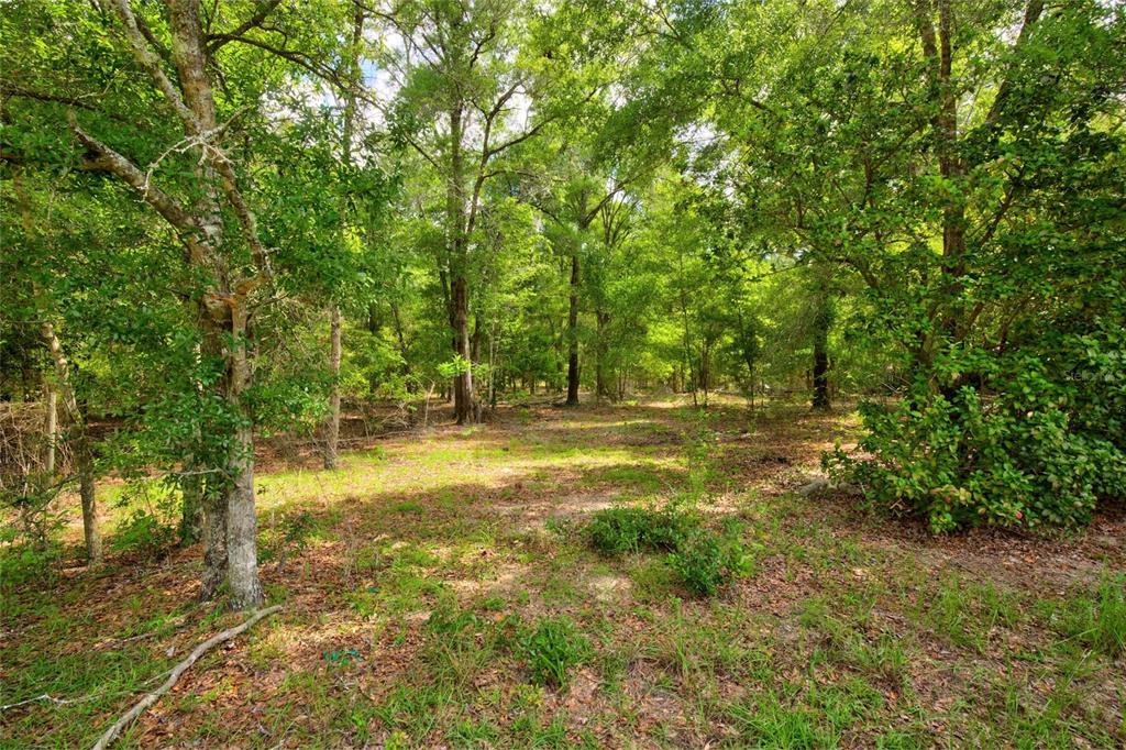 A wooded lot with scattered trees and patches of grass under a bright canopy — 3450 NE 48TH AVENUE, HIGH SPRINGS, FL