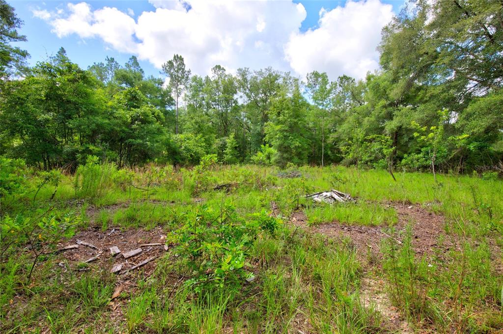 A grassy, partially cleared lot is surrounded by dense trees under a cloudy sky — 3450 NE 48TH AVENUE, HIGH SPRINGS, FL