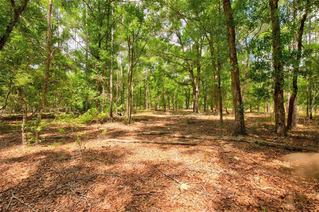 A wooded lot with a dirt ground covered in fallen leaves and scattered trees — 3450 NE 48TH AVENUE, HIGH SPRINGS, FL
