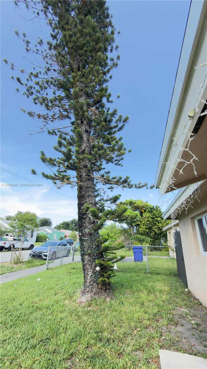 A tall Norfolk Island pine tree stands in a residential yard next to a house — 920 NW 65th St, Miami FL 33150, MIAMI, FL