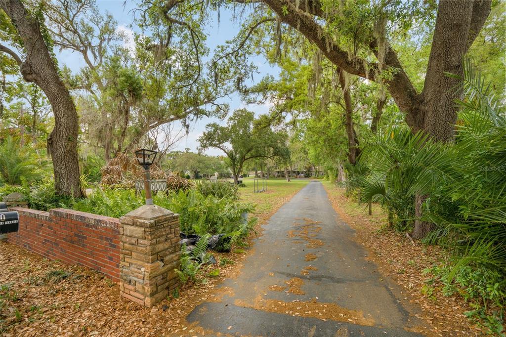 A long paved driveway leads toward a house surrounded by large, moss-draped oak trees — 5924 RIVER TERRACE, TAMPA, FL