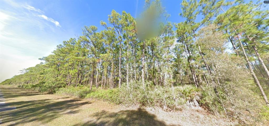 A dirt path runs alongside a dense forest of tall pine trees and low shrubs — BELMONTE DRIVE, INDIAN LAKE ESTATES, FL