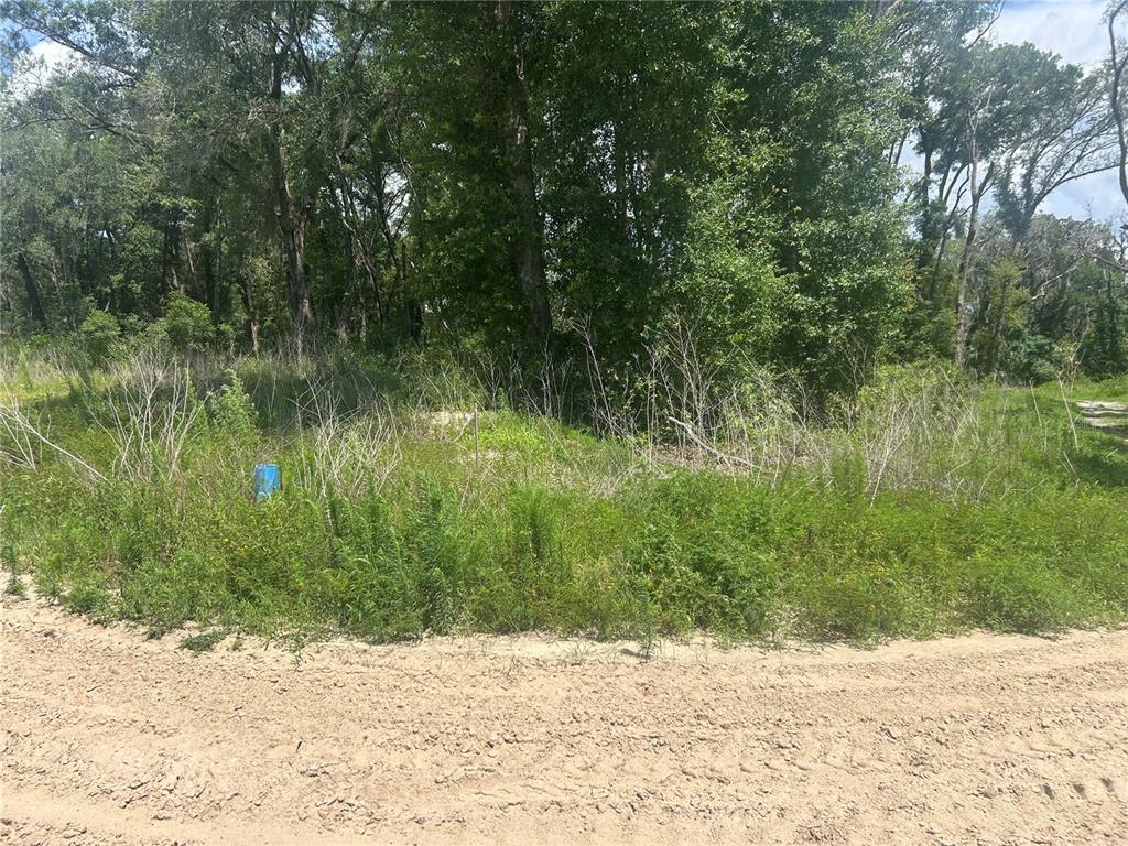 A sandy dirt road borders a wooded lot with tall trees and overgrown vegetation — 4392 E JAY STREET, INVERNESS, FL