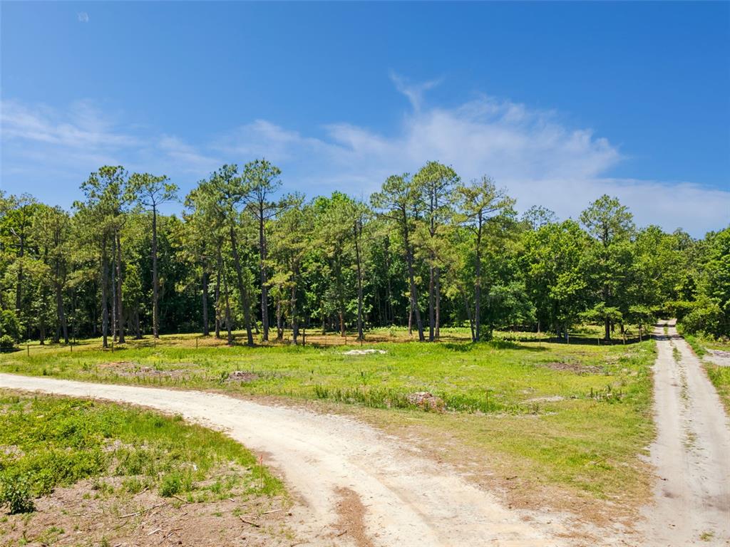 A dirt path leads to a grassy clearing bordered by a line of tall pine trees — STATE ROAD 532, DAVENPORT, FL