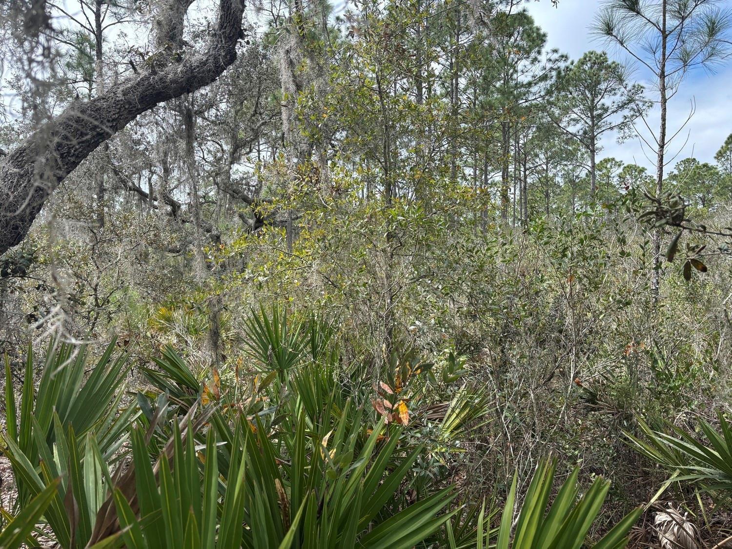 A dense forest scene features tall pine trees, oak trees with Spanish moss, and palmettos — 0 Old Grade Road, FL 33868, FL
