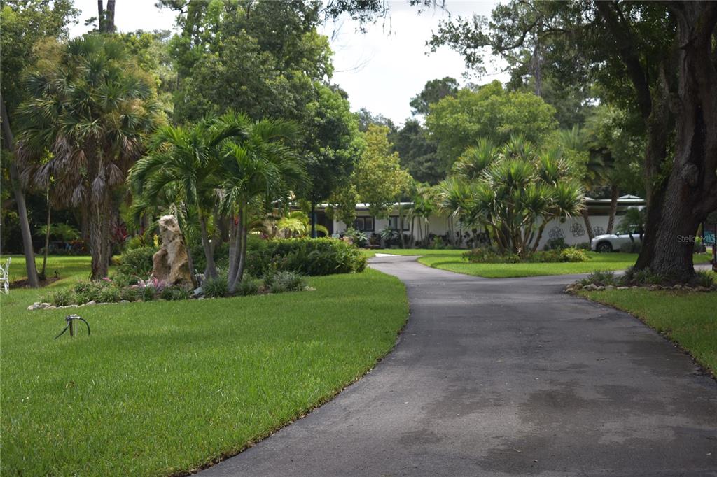 A paved driveway leads toward a single-story house surrounded by lush trees and palm landscaping — 1653 SUNNYBROOK LANE, CLEARWATER, FL