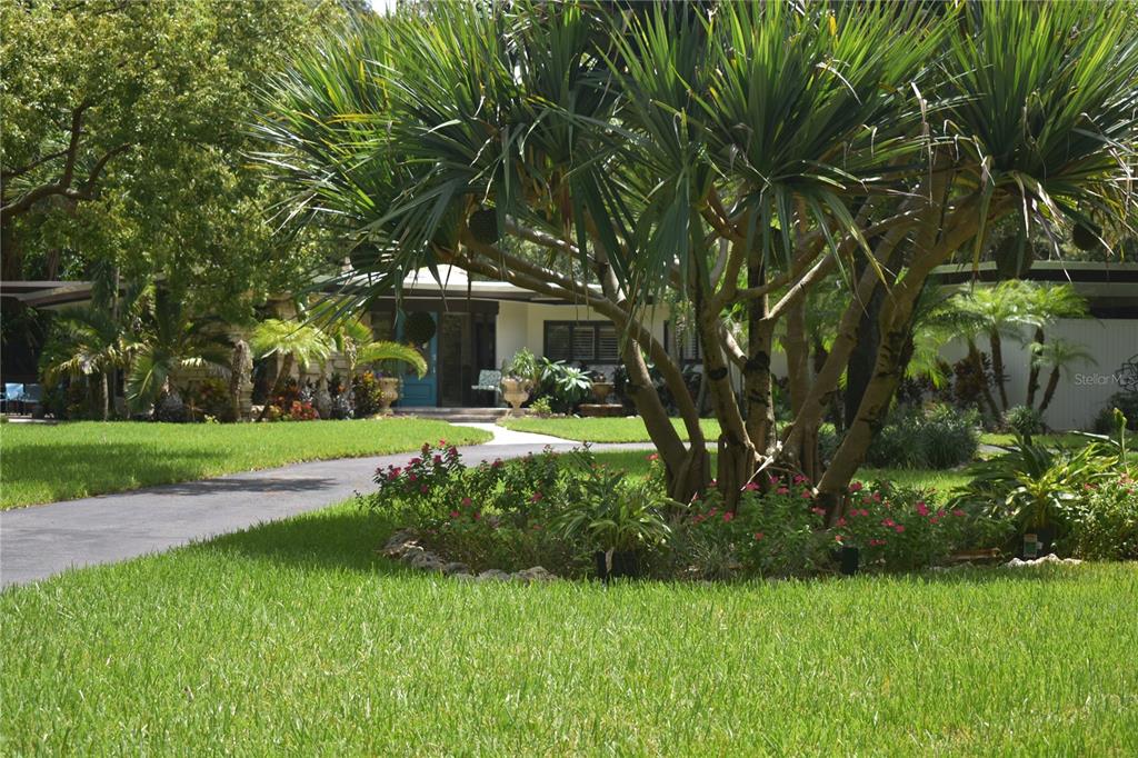 A paved driveway leads to a house partially obscured by a large palm tree — 1653 SUNNYBROOK LANE, CLEARWATER, FL