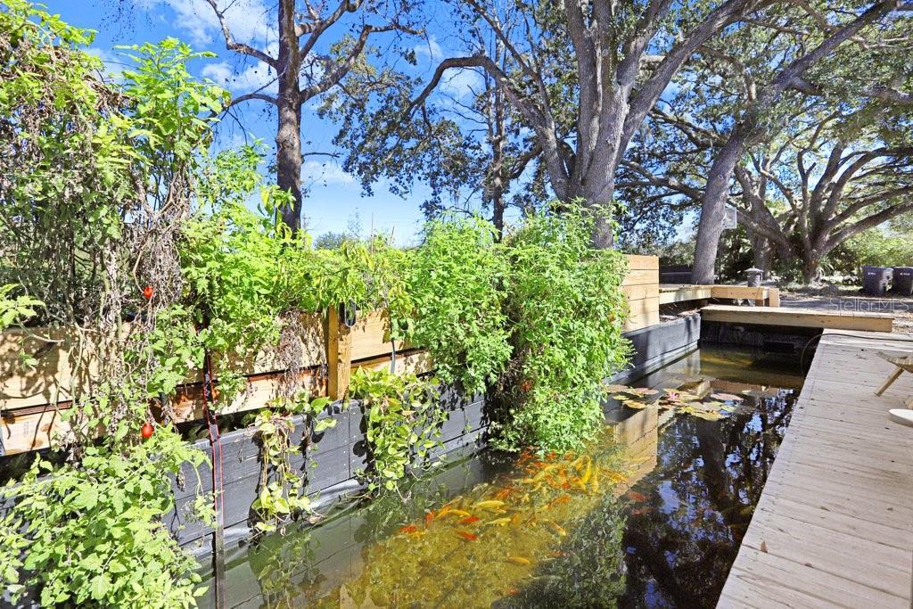 A wooden deck overlooks a koi pond bordered by a raised garden bed with tomato plants — 17308 TOBACCO ROAD, LUTZ, FL