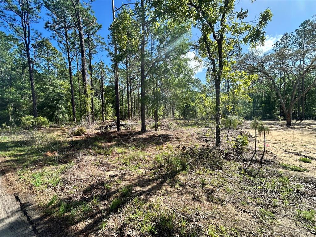 A wooded, partially cleared lot with tall pine trees and sandy ground under a sky — 4 SW 157TH AVENUE UNIT 4, OCALA, FL