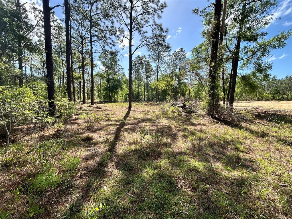 A wooded lot with tall pine trees and patches of grass under a sunny sky — 4 SW 157TH AVENUE UNIT 4, OCALA, FL