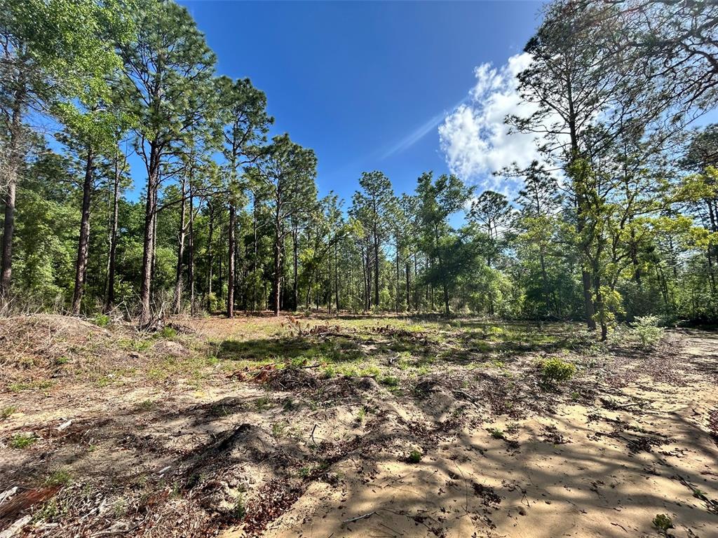A sandy, partially cleared lot is surrounded by a dense forest of pine trees — 4 SW 157TH AVENUE UNIT 4, OCALA, FL