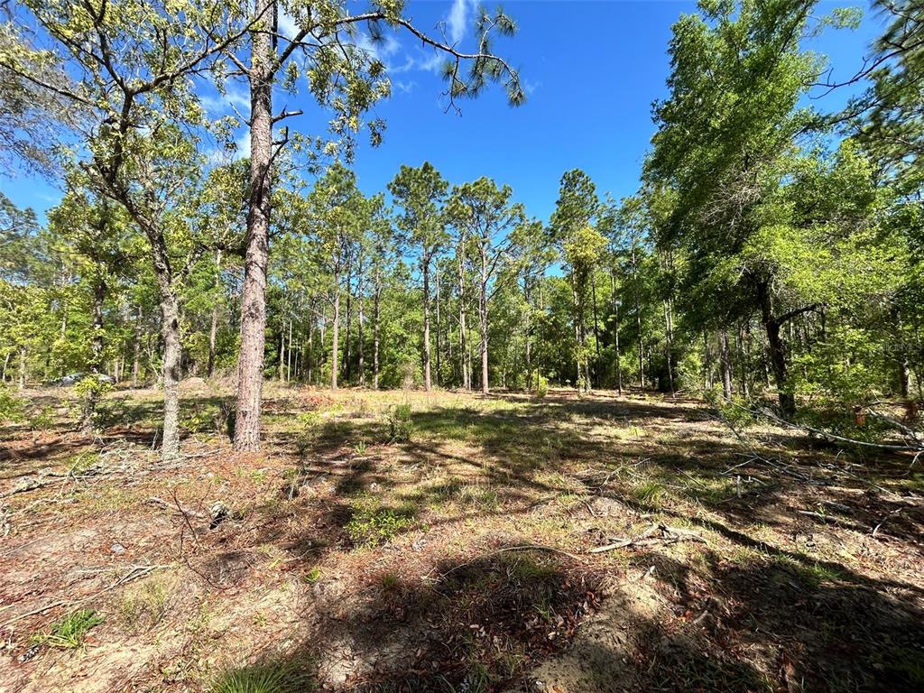A wooded, undeveloped lot with sandy ground and tall pine trees under a blue sky — 4 SW 157TH AVENUE UNIT 4, OCALA, FL