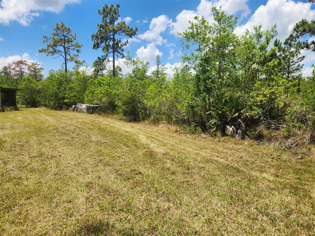 A grassy field borders a dense line of trees and shrubs under a blue sky — HOLOPAW GROVES ROAD, ST CLOUD, FL