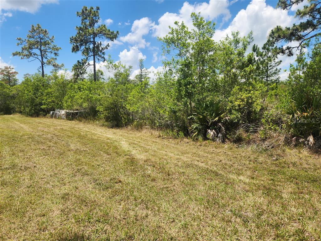 A grassy field borders a dense line of trees and shrubs under a cloudy sky — HOLOPAW GROVES ROAD, ST CLOUD, FL