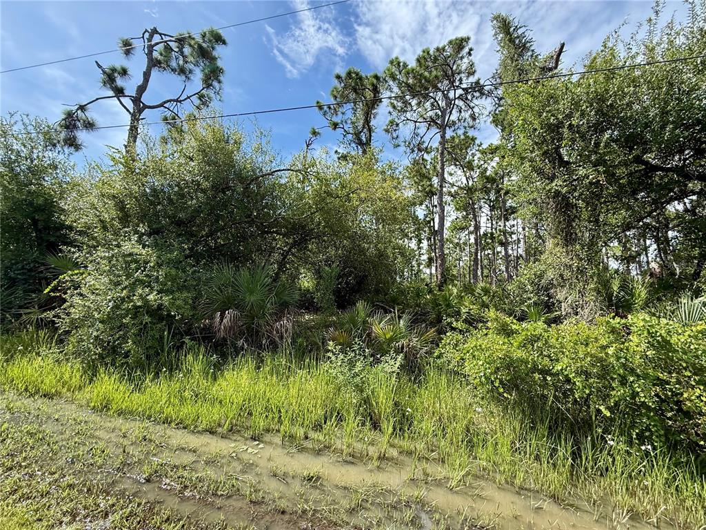A view of a wooded, overgrown lot with a muddy foreground and overhead power lines — 13165 GOTHAM AVE, PORT CHARLOTTE, FL