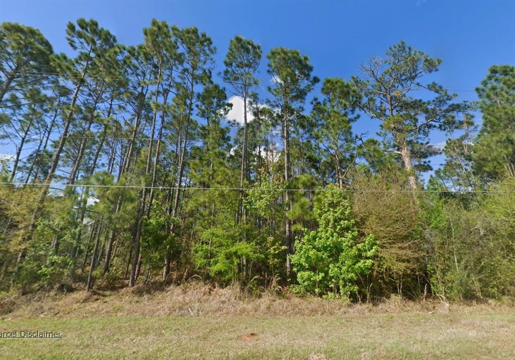 A view of a wooded lot with tall pine trees behind a grassy foreground — 20607 NEWBY STREET, ORLANDO, FL
