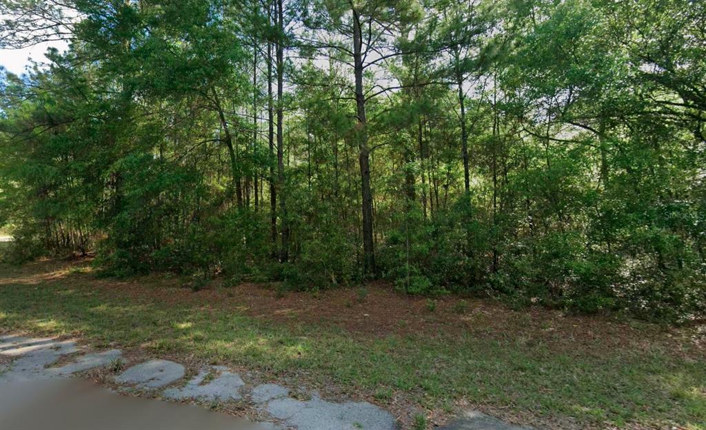 A view of a wooded lot from a paved road — 8961 N CONCH TERRACE, DUNNELLON, FL