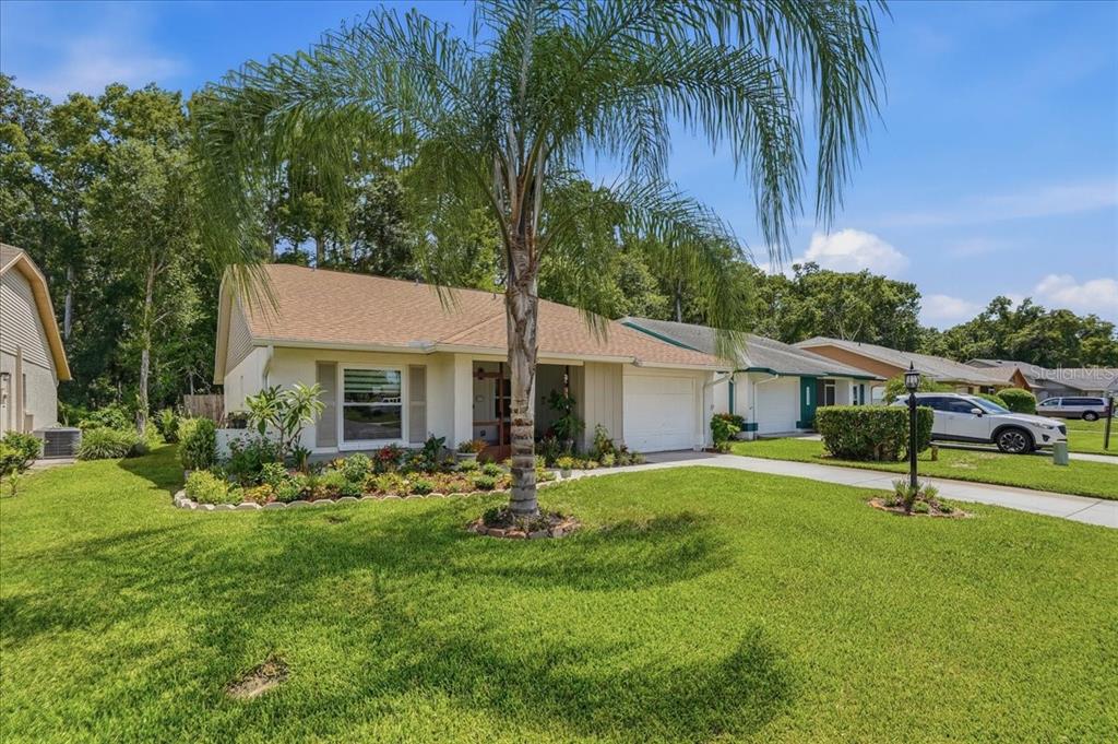 A single-story house with a palm tree in the front yard and a white garage — 11602 WHITE ASH DRIVE, NEW PORT RICHEY, FL
