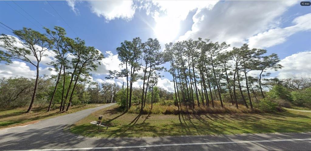 A vacant, grassy lot with a paved driveway and many tall pine trees — COMMONWEALTH AVE N, POLK CITY, FL