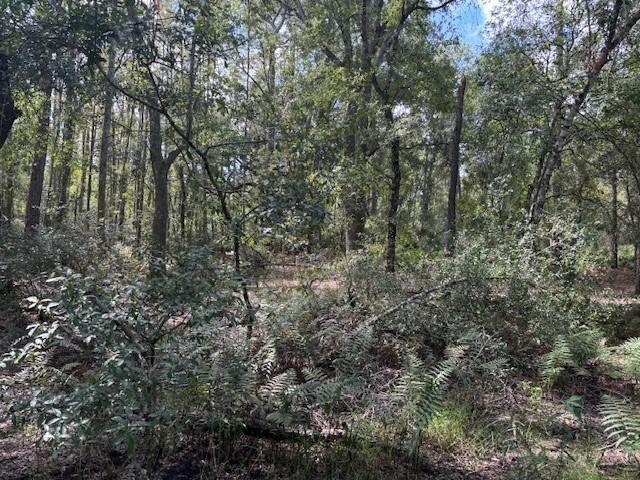 A wooded lot with dense trees, shrubs, and ferns under a bright sky — 0 County Rd 54, FL 33849, FL