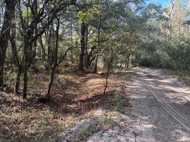 A dirt path runs alongside a wooded area with many trees and fallen leaves — 0 County Rd 54, FL 33849, FL