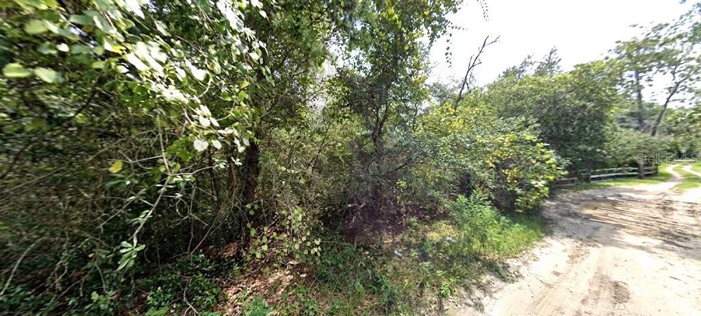 A dirt path runs alongside a dense, wooded area with thick green vegetation — PINE VALLEY DRIVE, PAISLEY, FL