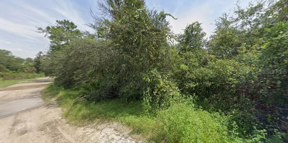 A dirt road runs alongside a dense area of overgrown trees and shrubs — PINE VALLEY DRIVE, PAISLEY, FL