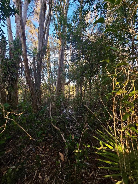 A dense, wooded area with tall trees and thick undergrowth under a clear blue sky — 3402 39TH ST SW, LEHIGH ACRES, FL