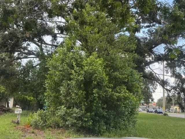 A large, leafy green tree stands in a grassy yard near a roadside mailbox — 3415 21ST AVENUE S, ST PETERSBURG, FL