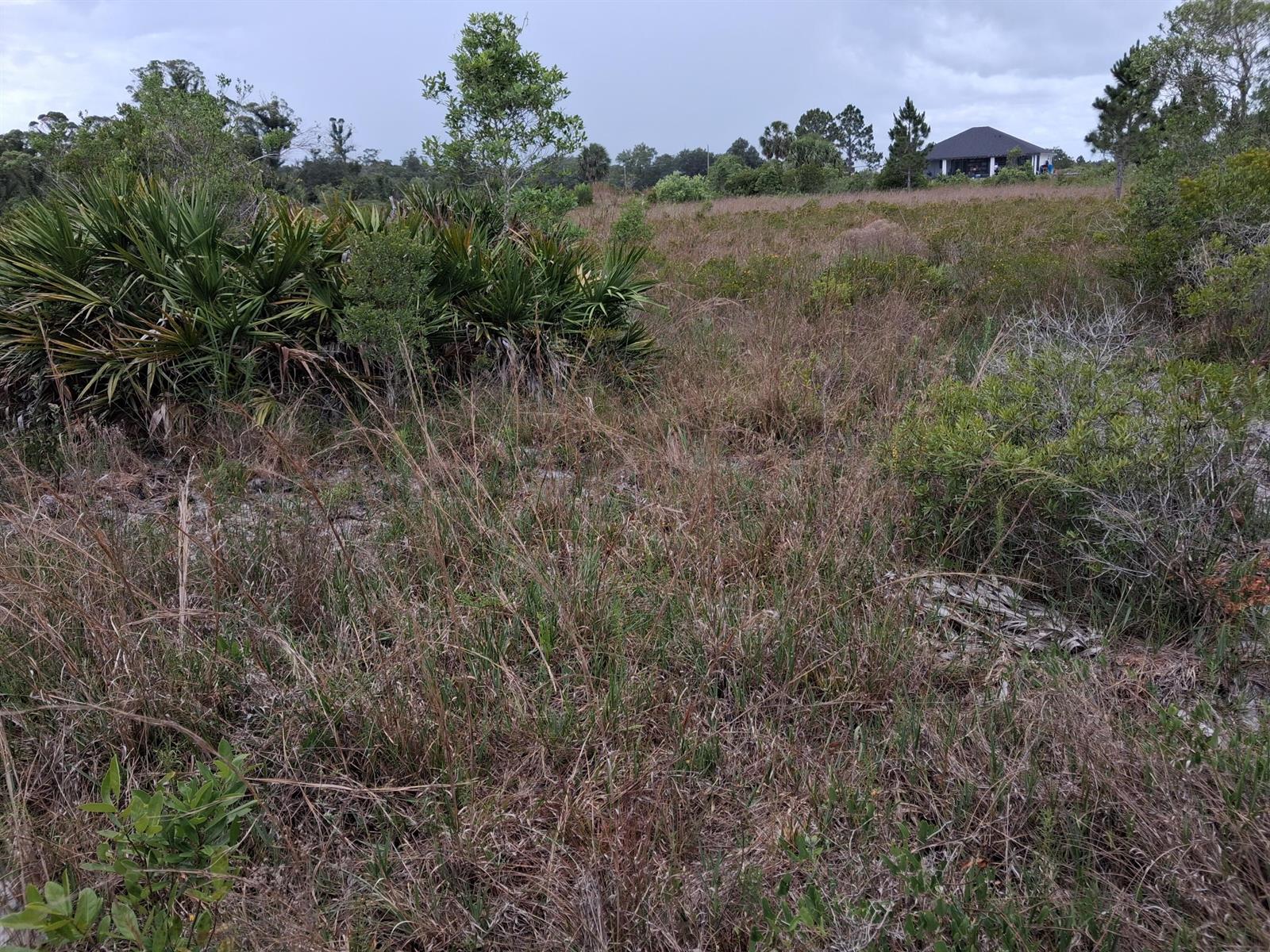 A vacant, grassy lot with palmetto bushes and a house visible in the distance — 18668 NW 258th Street, Okeechobee FL 34972, OKEECHOBEE, FL