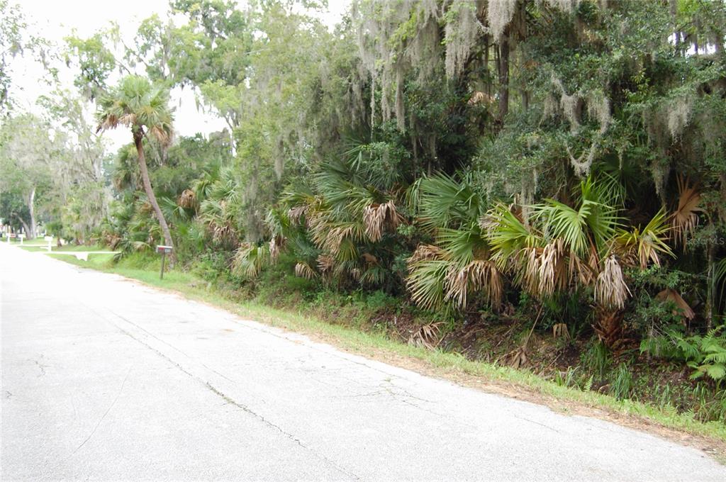 A paved road runs alongside a wooded lot with palm trees and Spanish moss — PALM DRIVE, NEW SMYRNA BEACH, FL