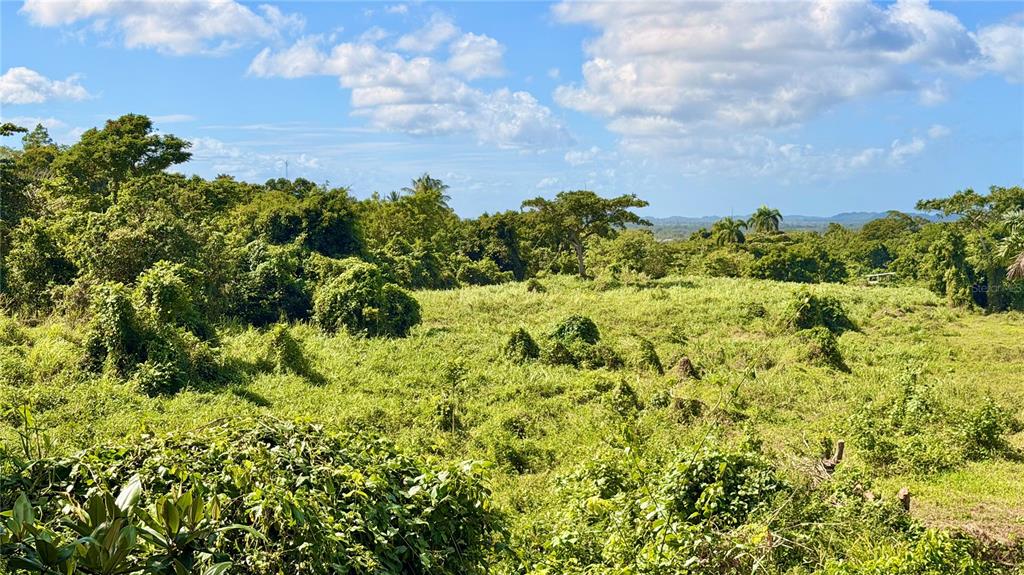 An expansive, overgrown grassy field is surrounded by dense trees and tropical vegetation — BO ZARAL SEC CAROLA, RIO GRANDE, PR