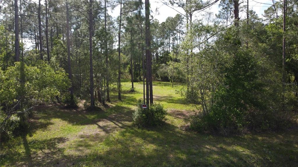 A wooded, grassy lot features tall pine trees and a small sign on a tree — 10205 BAYLOR AVENUE, HASTINGS, FL