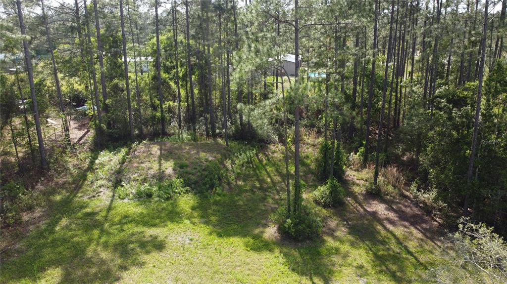 An elevated, grassy lot is surrounded by dense pine trees and forest vegetation — 10205 BAYLOR AVENUE, HASTINGS, FL