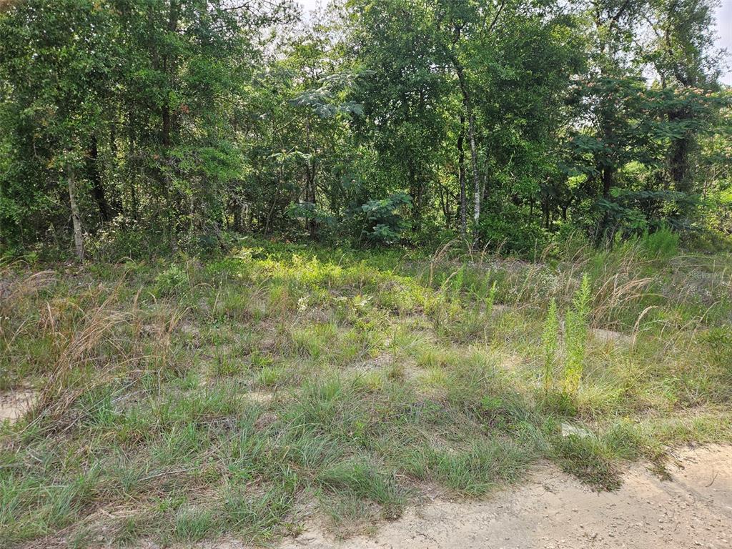 A view of a grassy, undeveloped lot bordered by a dense line of trees — TBD NE 153RD AVENUE, WILLISTON, FL