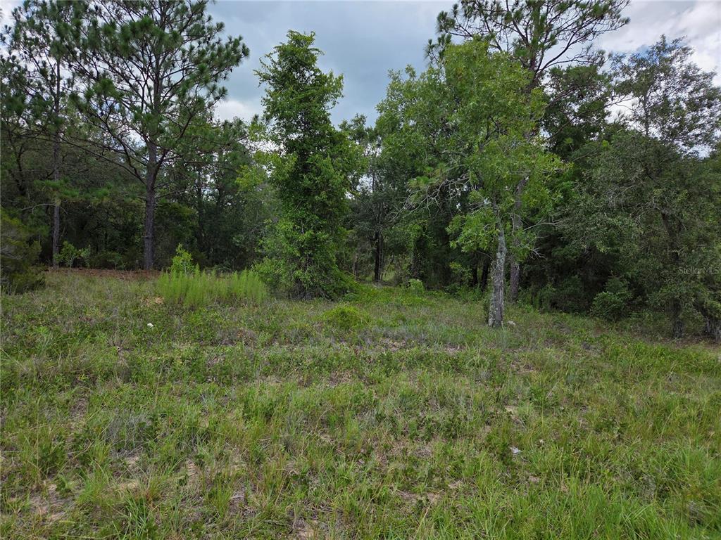 0000 SE STATE ROAD 121, WILLISTON, FL — photo 2 of 4