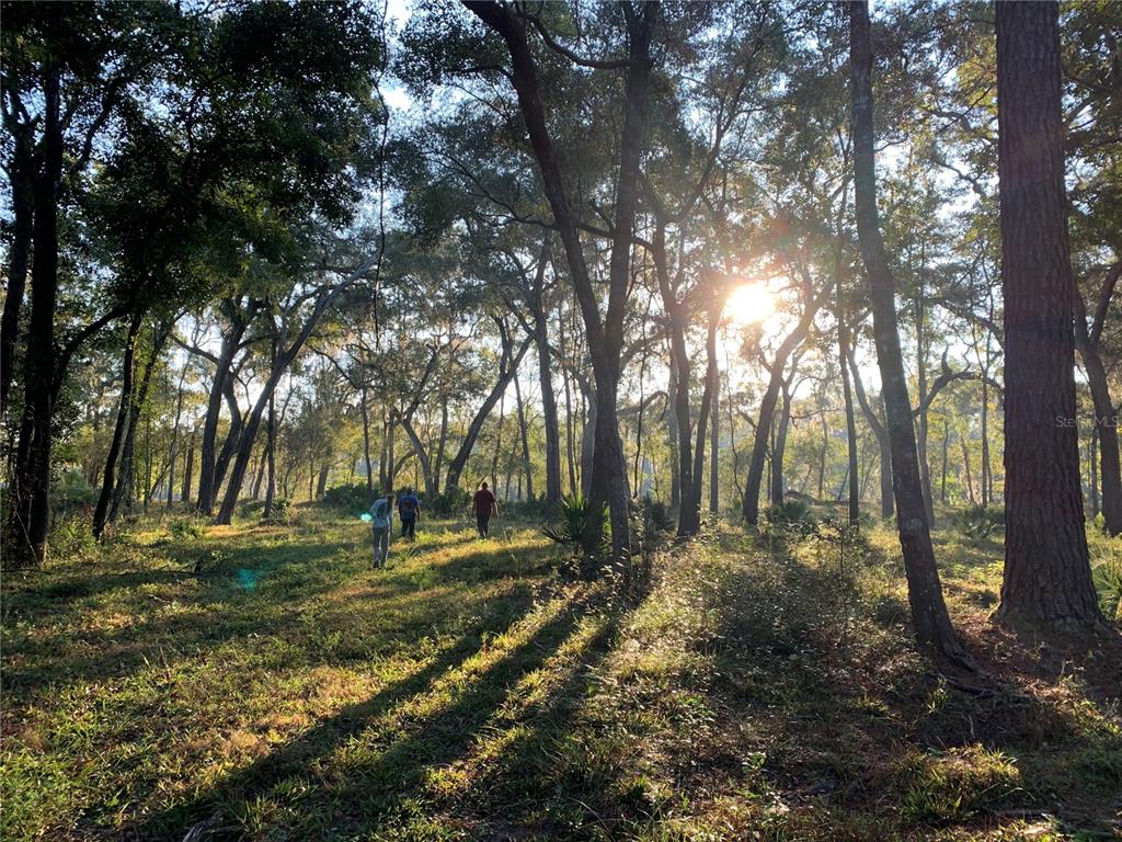 Three people walk through a sunlit, wooded area with tall trees and grassy ground — 1305 NE 930TH STREET, OLD TOWN, FL