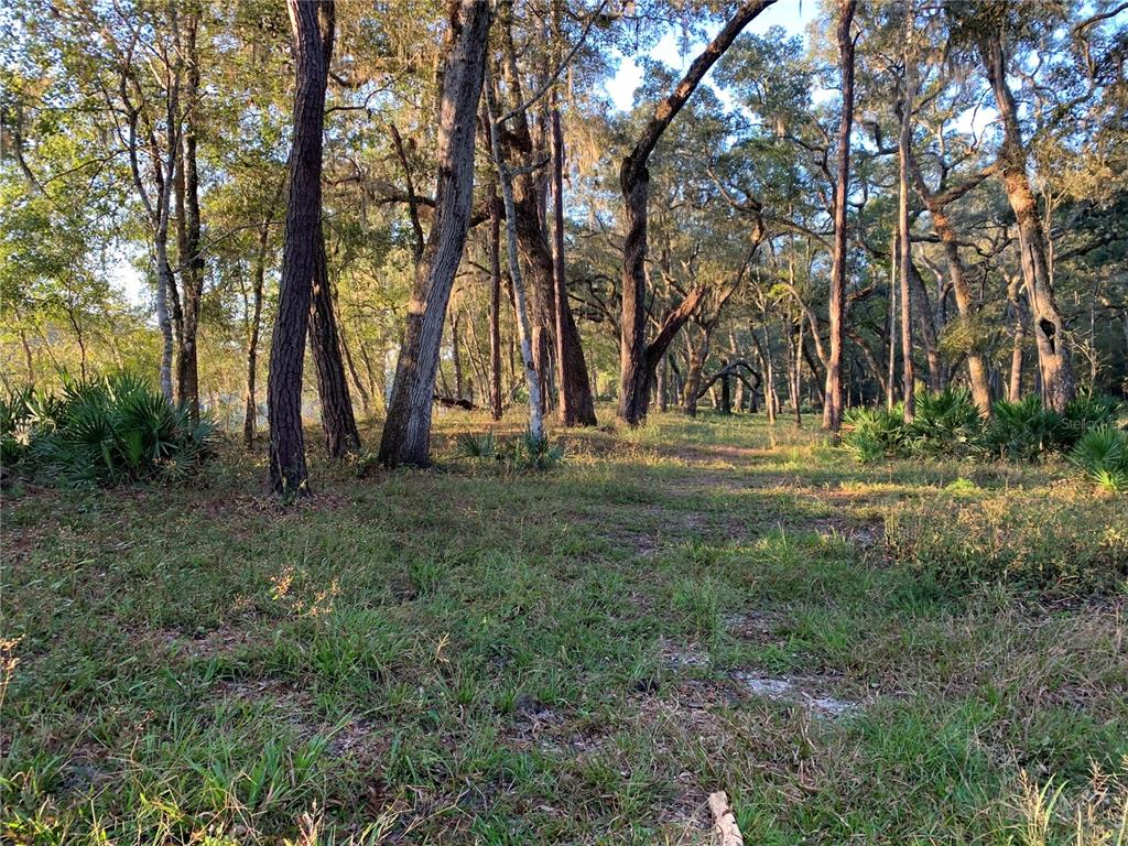 A wooded lot features tall trees, patches of grass, and low-lying palmetto plants — 1305 NE 930TH STREET, OLD TOWN, FL