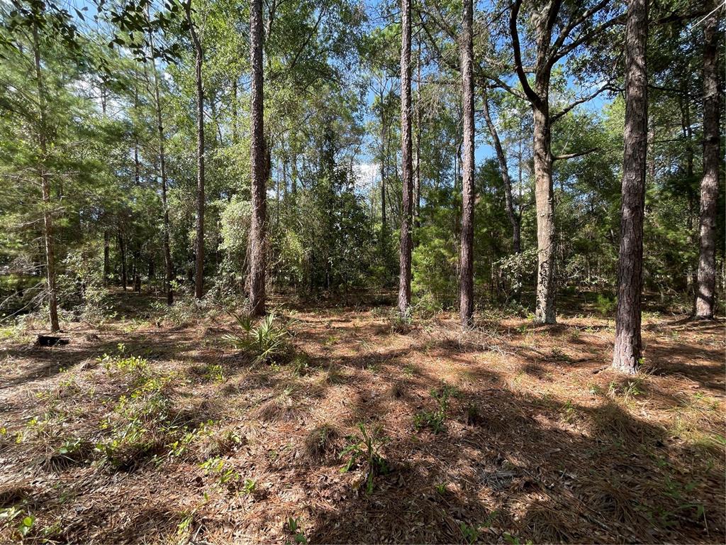 A wooded lot with tall pine trees and a ground layer of pine needles — TBD STATE ROAD 26, MELROSE, FL