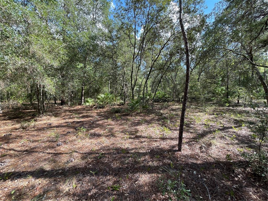 A wooded lot covered in pine needles with scattered trees and small palmetto plants — TBD STATE ROAD 26, MELROSE, FL