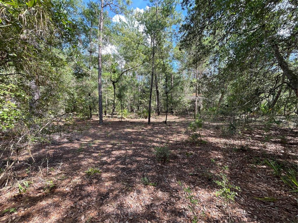 A wooded lot with tall pine trees and a ground covered in fallen leaves — TBD STATE ROAD 26, MELROSE, FL