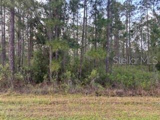 A dense forest of pine trees stands behind a patch of dry grass — 310&312 (BLK368 LOTS 5&6) ALBA DRIVE, INDIAN LAKE ESTATES, FL