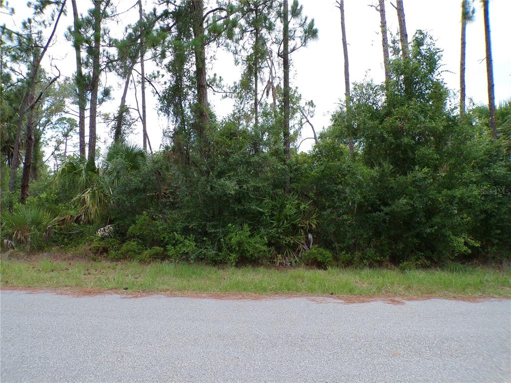 A paved road runs in front of a densely wooded, undeveloped lot with pine trees — LUMMUS STREET, NORTH PORT, FL