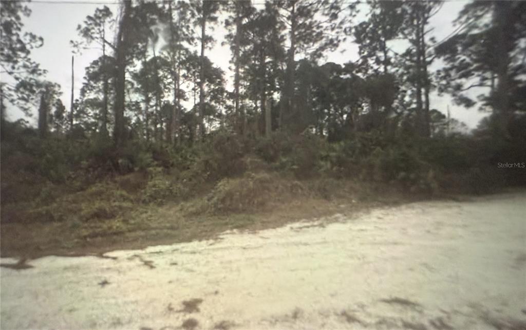 A dirt road leads to a wooded lot with dense trees and undergrowth — 350 TERN AVENUE, SEBRING, FL