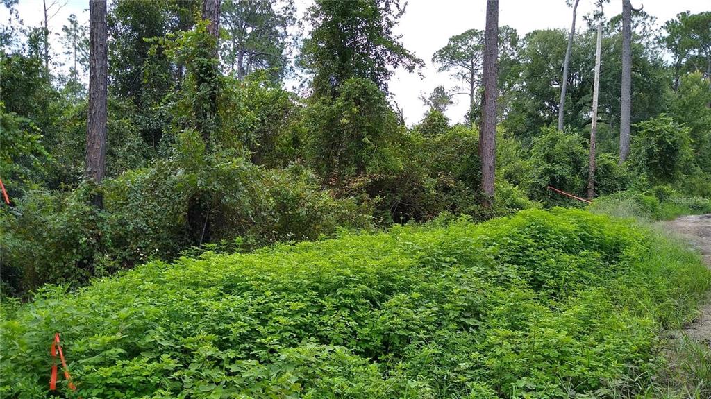 A dense, overgrown wooded lot with tall pine trees and thick green ground vegetation — 12TH AVENUE, DELAND, FL