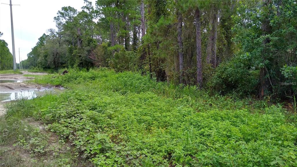 A dirt road runs alongside a wooded lot covered in dense green vegetation and weeds — 12TH AVENUE, DELAND, FL